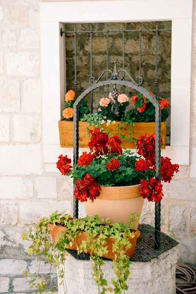 Flores de gerânio vermelho de pelargonium em um grande vaso junto à janela com uma grade de metal. — Fotografia de Stock