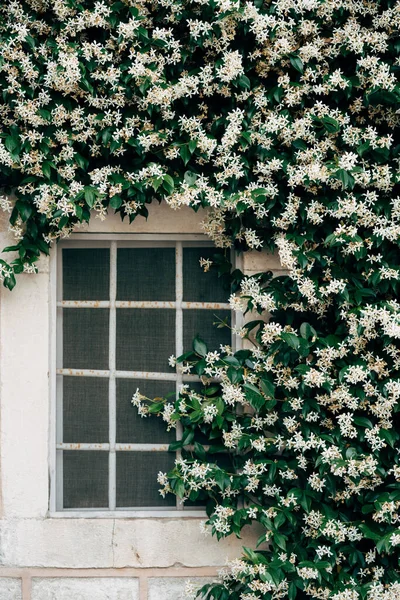 Jasmine with small white flowers by a window with a metal grill. — Stock Photo, Image