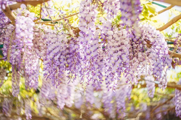 Lilac flowers of wisteria close-up on the arch.