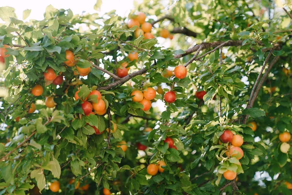 Fruits mûrs d'une prune jaune et rouge juteuse sur les branches des arbres dans un feuillage dense. — Photo