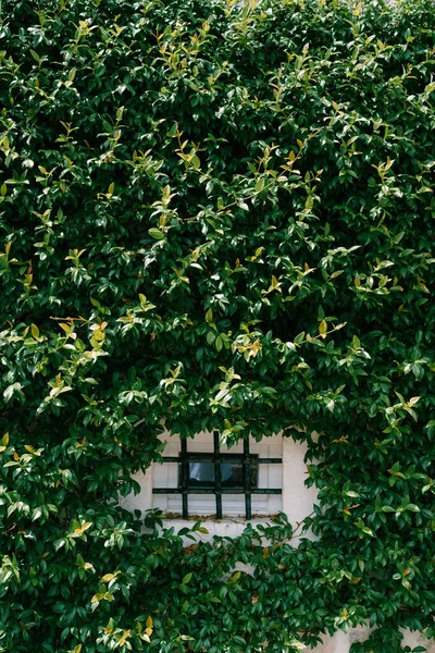 Невелике вікно в будинку за металевою решіткою з заростями зеленого листя . — стокове фото