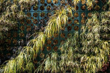 Duvarlarda bitki yetiştirmek için delikleri olan özel kutular. Dikey bahçecilik.