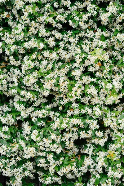 Close-up van struiken met kleine jasmijnbloemen. — Stockfoto