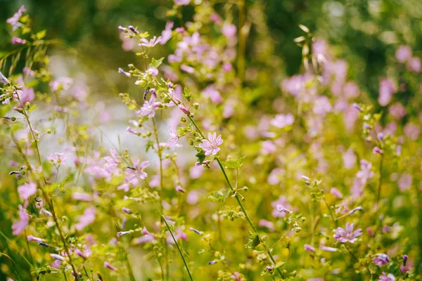 Ein Feld mit Waldmalven während der Blütezeit. — Stockfoto