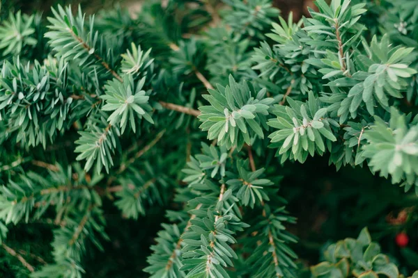 Um close-up das pequenas folhas de uma exuberante planta verde. — Fotografia de Stock