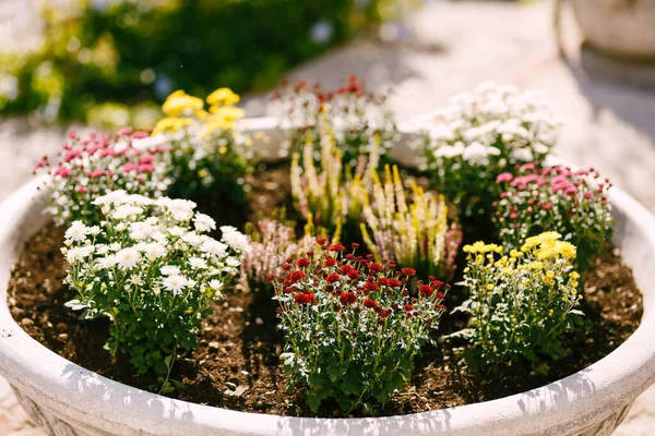 Grand pot de fleurs architectural avec des fleurs d'aster et d'alyssum rouges, jaunes et blanches par une journée ensoleillée. — Photo