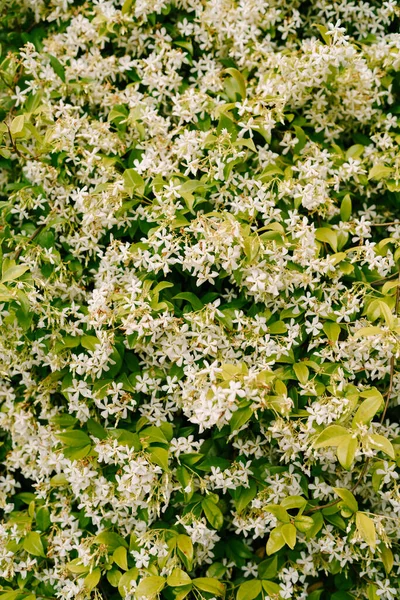Close-up de perfumado Trachelospermum jasminoides durante a floração. — Fotografia de Stock
