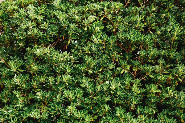 Närbild av täta blad av Pittosporum tobira buskar. — Stockfoto