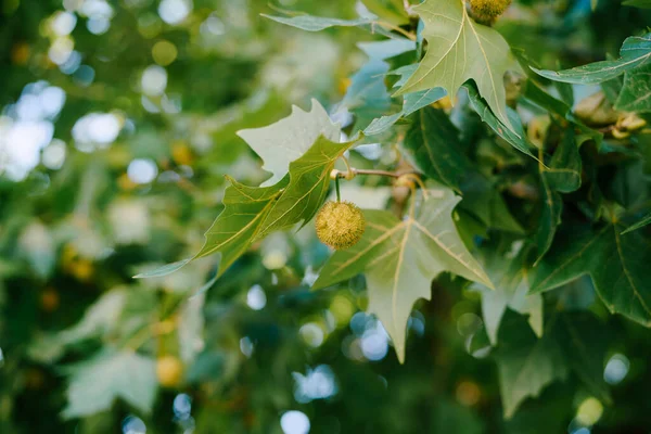Primer plano de la fruta Sycamore en hojas verdes. — Foto de Stock