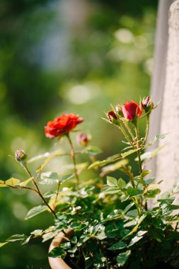 Kırmızı gül tomurcukları ve saksıda gevşek bir çiçek..