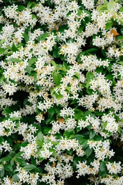 Kleine bloemen van witte jasmijn tijdens de bloei. — Stockfoto