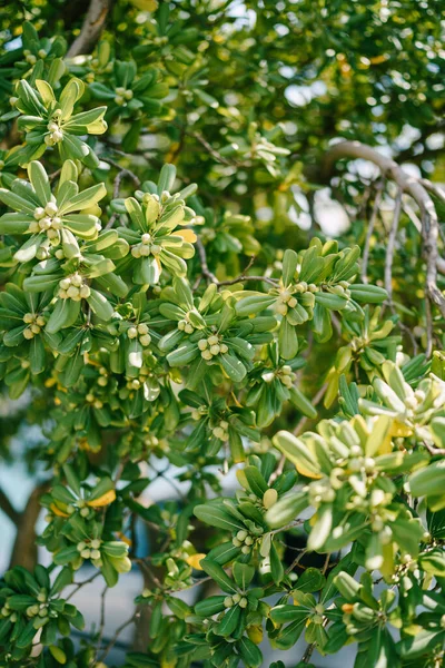 Φύλλα από θάμνους Pittosporum tobira με σπόρους στο φως του ήλιου. — Φωτογραφία Αρχείου