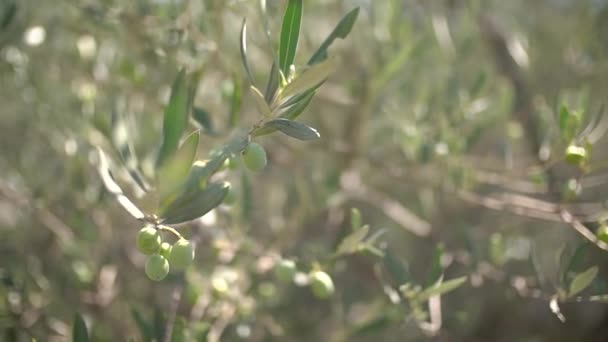 Branches of a fig tree with wide leaves and green fruits, sun rays passing through the foliage — Stock Video