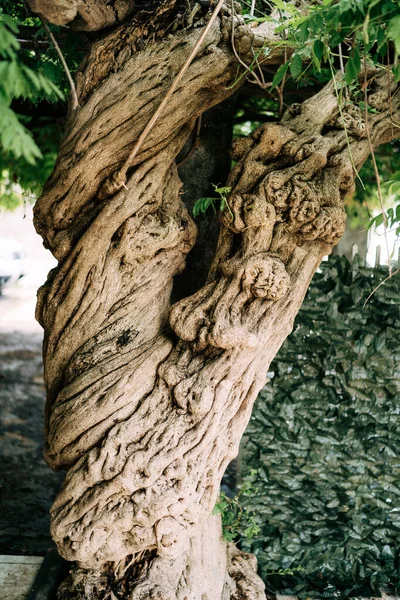 Un primer plano de un tronco lleno de baches de glicina marrón. —  Fotos de Stock