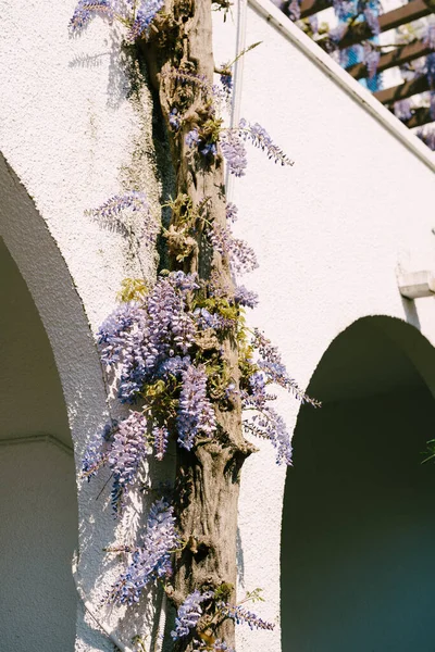 stock image Wisteria winds along the wall of a building with arched passages.