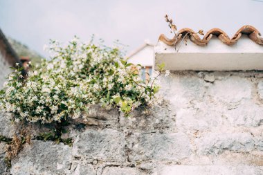 Çit boyunca kıvrılan beyaz yaseminli taş duvar..