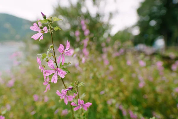 Malva florestal - malva sylvestris durante a floração no prado. — Fotografia de Stock