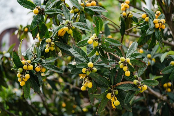 Japanese medlar fruits close-up in green leaves.