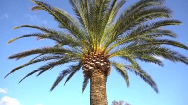 Güneşli bir günde geniş yapraklı palmiye ağaçları 