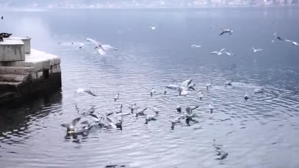 갈매기는 날아다니고, 부두의 물 위에 앉아 식사를 한다 — 비디오