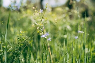 Bir tarlada yeşil çimen üzerinde mavi çan çiçeği veya Campanula patula.