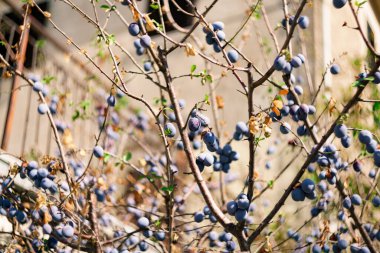 Dallarında olgun mavi meyveler olan erik ağaçları..