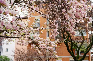 İtalya 'nın Milano sokaklarında açmakta olan pembe manolya ağaçları.