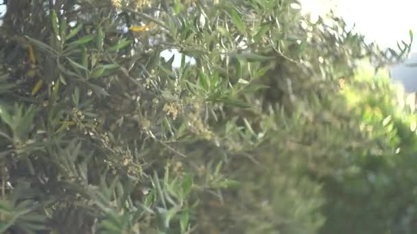 Widok z bliska na krzak z bujną zieleni liści i drobnych kwiatów, jasne słońce blask na pierwszym planie — Wideo stockowe