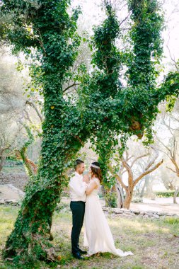 Gelin ve damat, zeytin korusunda sarmaşıklarla kaplı ağaçların arasında sarılıyorlar.