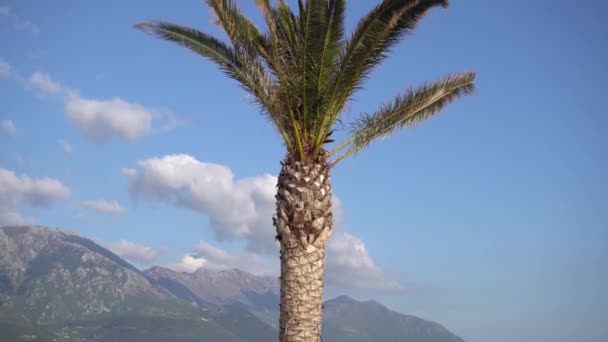 Palmier à larges feuilles étalées par une journée ensoleillée, montagnes en arrière-plan — Video