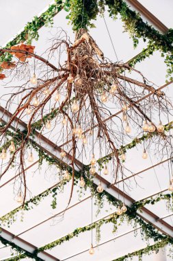 Ağaç köklerinden yapılmış avize. İç dekorasyon için alışılmadık tasarım çözümleri.
