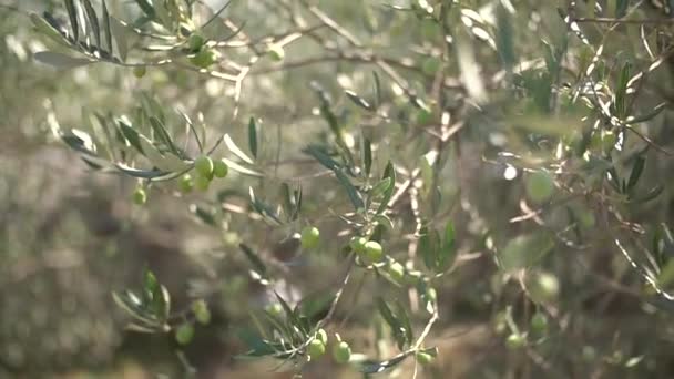 Takken van een vijgenboom met brede bladeren en groen fruit, zonnestralen door het gebladerte — Stockvideo