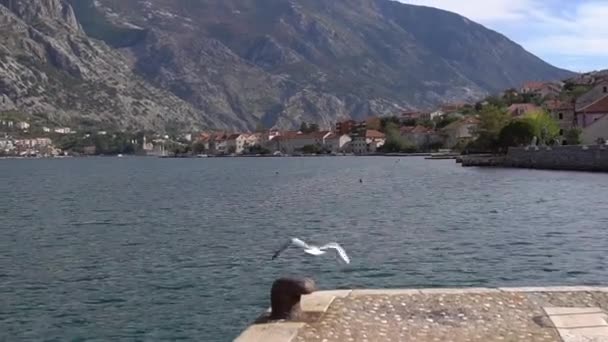 Blick auf grüne Berge, flauschige Wolken, Seebrücke, fliegende Möwen und die Küste der Bucht von Kotor — Stockvideo