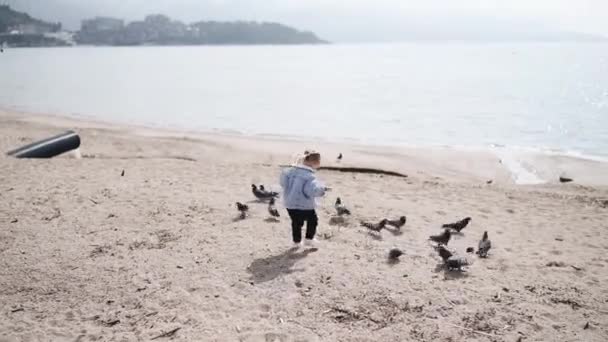 Дитяча дівчинка проходить крізь стадо голубів на пляжі. Дворічна дитина переслідує голубів . — стокове відео
