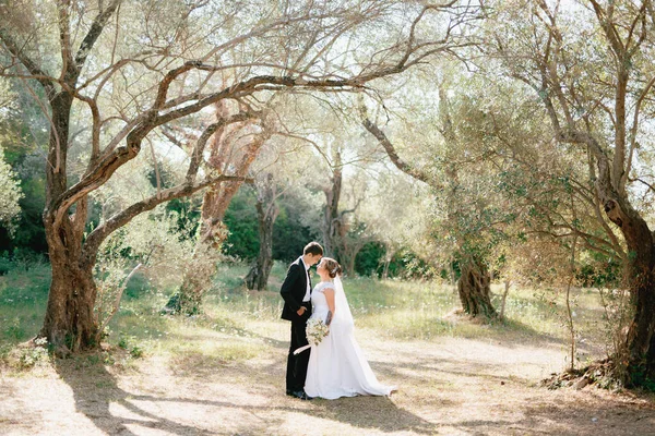 Жених и невеста обнимаются в оливковой роще на поляне, наполненной светом, и собираются поцеловаться. — стоковое фото