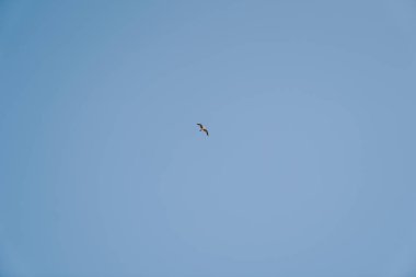 Mavi gökyüzünde uçan bir kuş.