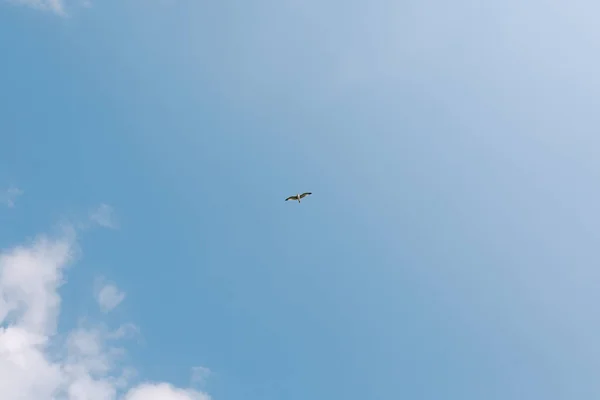 Un pájaro volador en cielo azul con nubes. — Foto de Stock