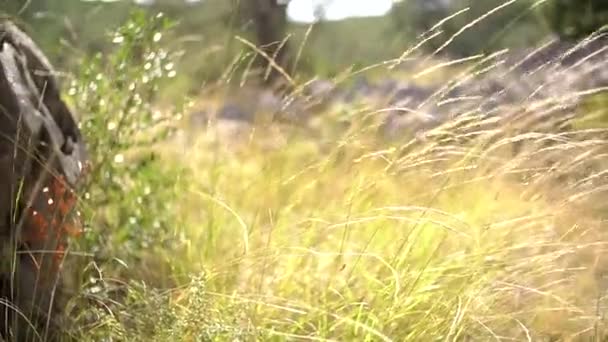 Baumstumpf zwischen Stacheln und schaukelndem Gras in einem Olivenhain — Stockvideo