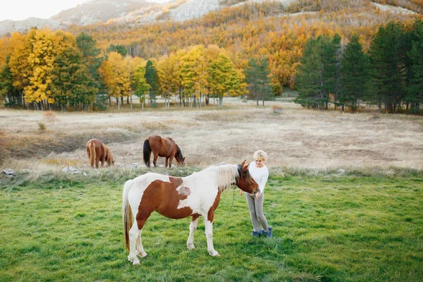Vrouw voedt een bruin en wit paard in het herfstbos. Bruine paarden grazen op het gazon — Stockfoto