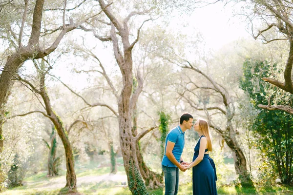 Высокий мужчина держит за руки и целует беременную женщину в длинном платье на фоне огромных оливковых деревьев — стоковое фото