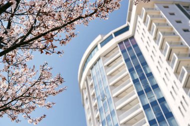 Çok katlı güzel bir binanın yakınında mavi gökyüzüne uzanan pembe dallar. Yakın plan.