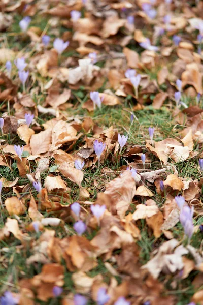 Голубые полевые цветы прорастают через опавшую коричневую листву среди зеленой травы. Крупный план — стоковое фото