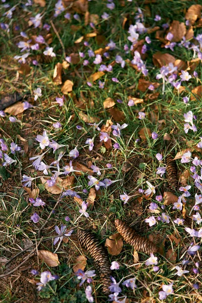 Tannenzapfen liegen auf dem grünen Gras zwischen violett blühenden Wildblumen und abgefallenen trockenen Blättern. Nahaufnahme — Stockfoto