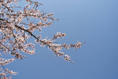 Parlak mavi gökyüzüne karşı çiçek açan pembe ağaç dalları. Yakın plan.