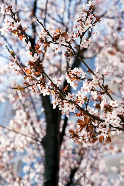 Yapraklı pembe çiçeklerle açan bir meyve ağacının dalı. Yakın plan. — Stok fotoğraf