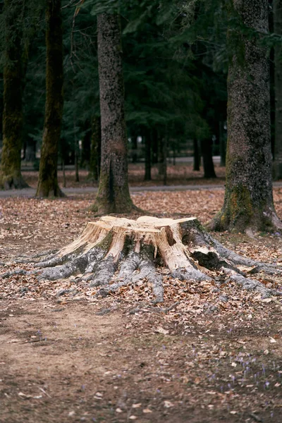 Tocón de un gran árbol talado cubierto de musgo en el bosque entre árboles y hojas caídas —  Fotos de Stock