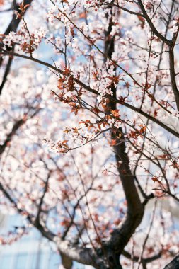 Bir ağacın pembe dalları, parlak mavi bir gökyüzünün arka planında. Yakın plan.