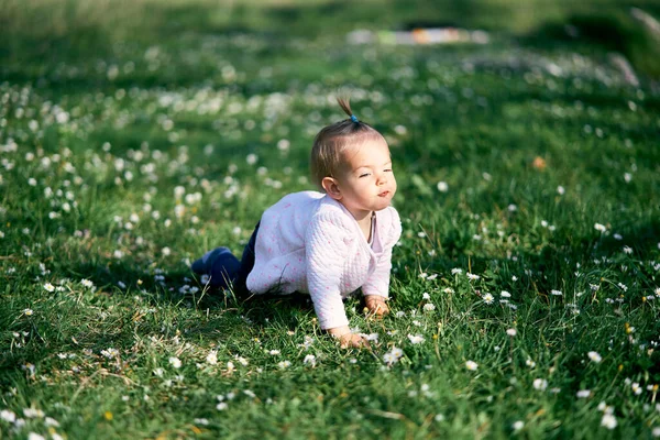 Cute little girl with a ponytail on her head crawls on a green lawn among white daisies — Stock Photo, Image