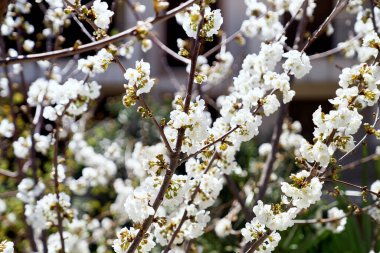 Çiçek açan beyaz meyve ağacının dalları. Yakın plan.