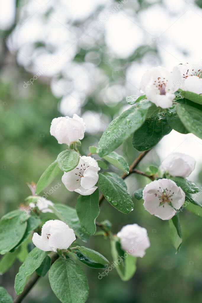 White quince flowers among green leaves